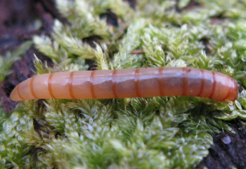 Larva di ....? Tenebrionidae