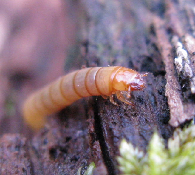 Larva di ....? Tenebrionidae