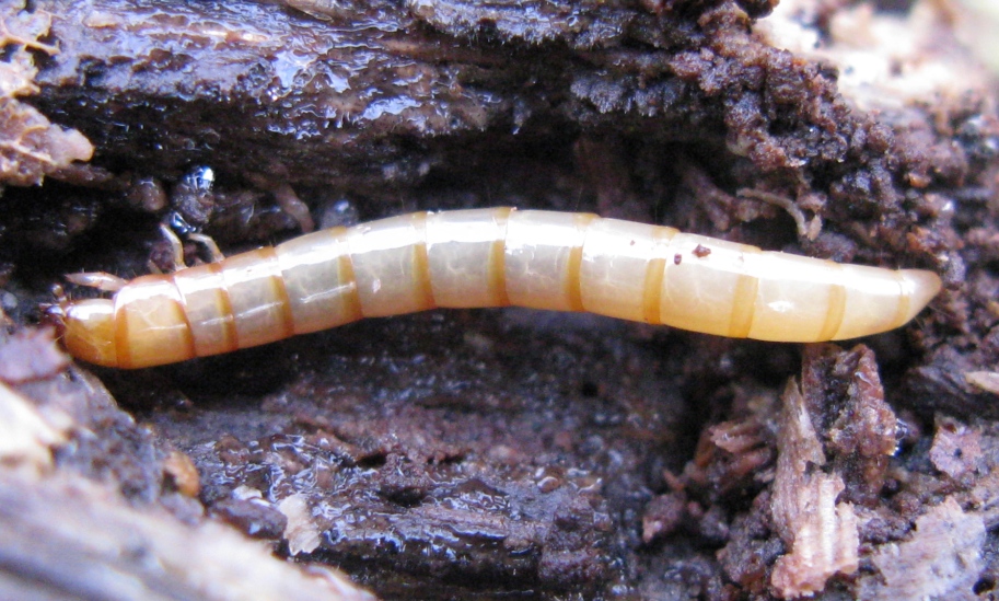 Larva di ....? Tenebrionidae