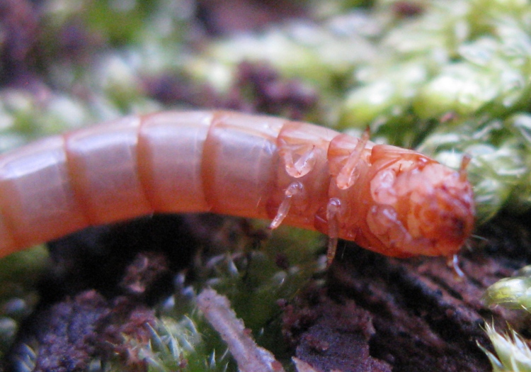 Larva di ....? Tenebrionidae