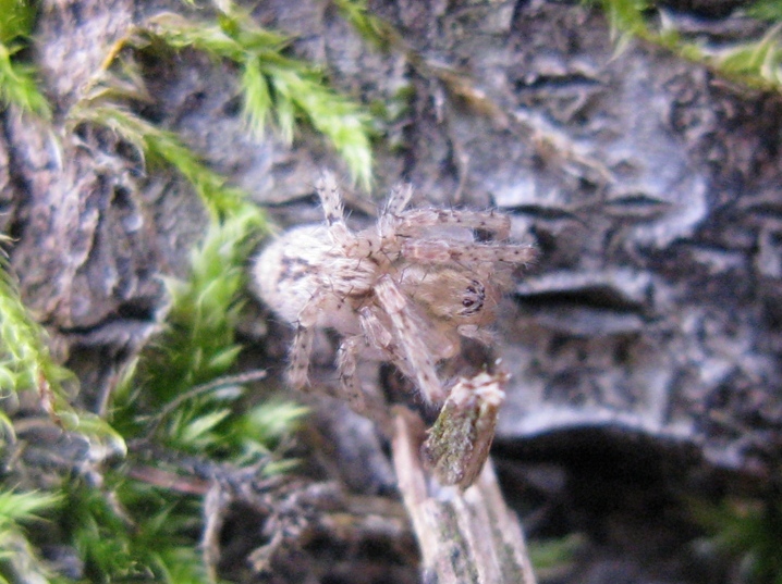 Anyphaena sp. - Acquapendente (VT)