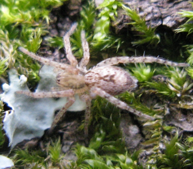 Anyphaena sp. - Acquapendente (VT)