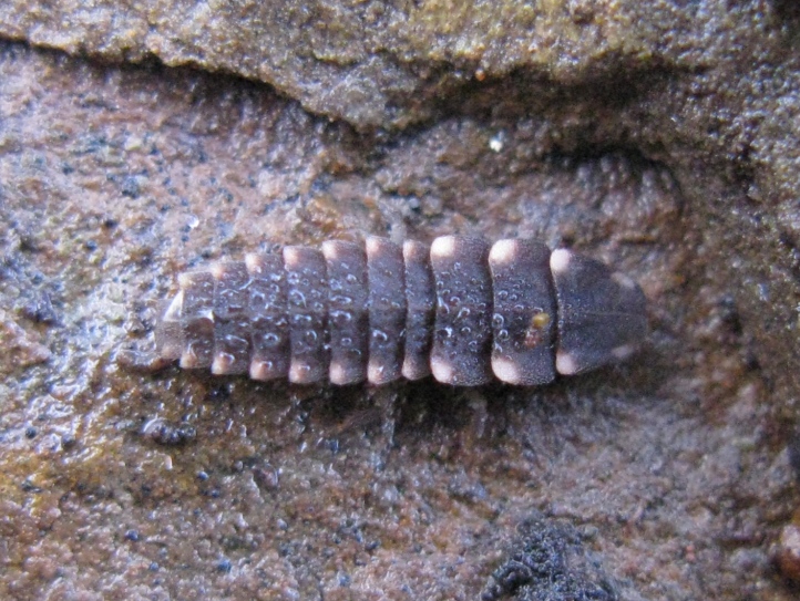 Lampyridae - Lampyris sp.