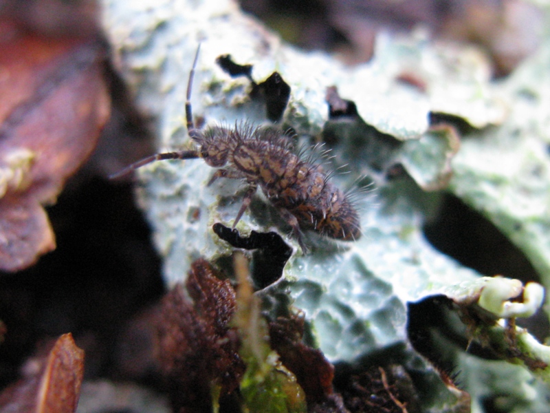 Entomobryidae da determinare?