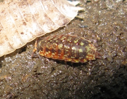 Isopode da identificare: Porcellio