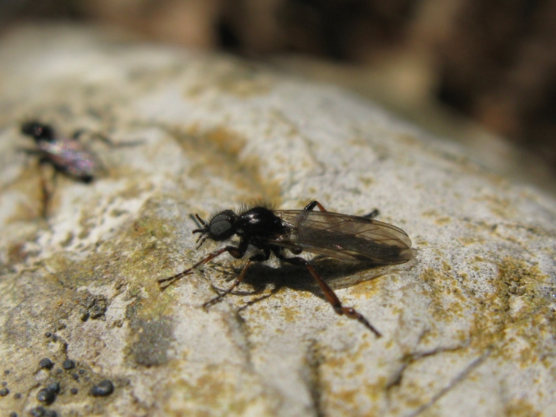 Bibionidae da determinare?