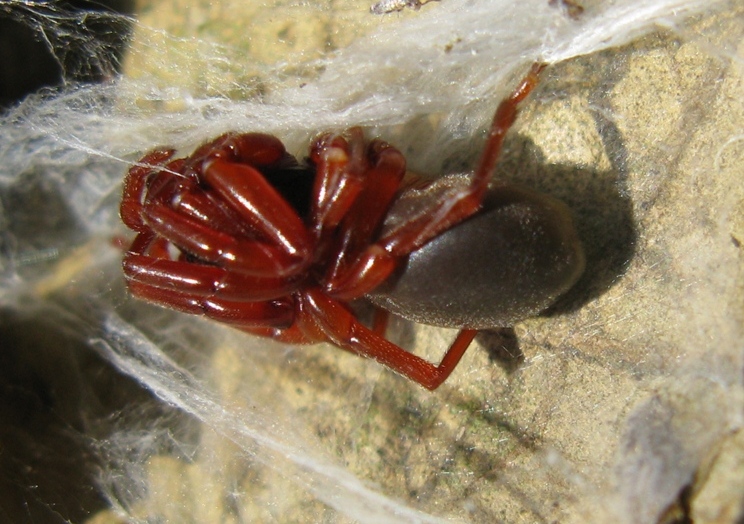 Dysdera sp. - Acquapendente (VT)