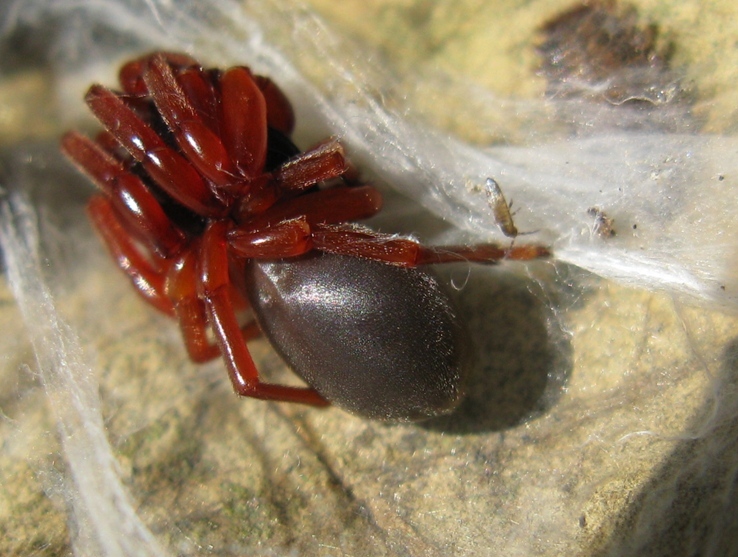 Dysdera sp. - Acquapendente (VT)