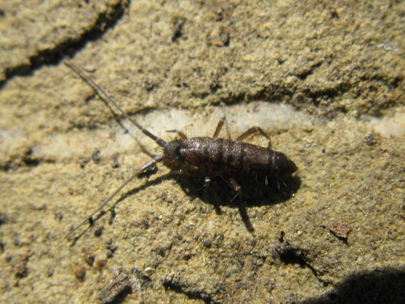 tomoceridae da determinare?