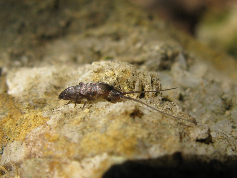 tomoceridae da determinare?