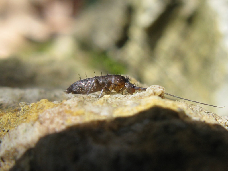 tomoceridae da determinare?