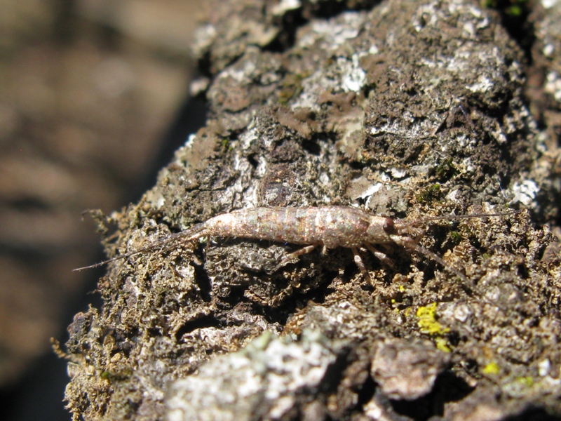 Machilidae da determinare? 3