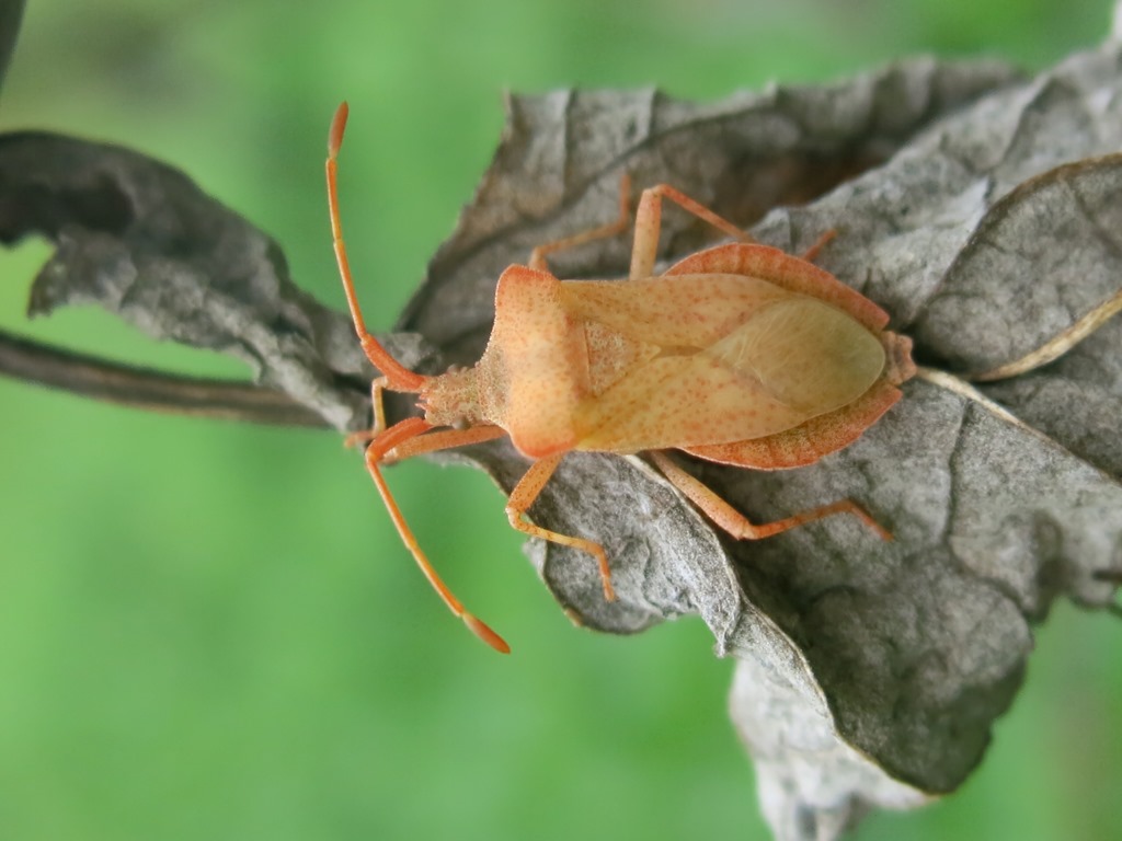 Coreidae: Coreus marginatus