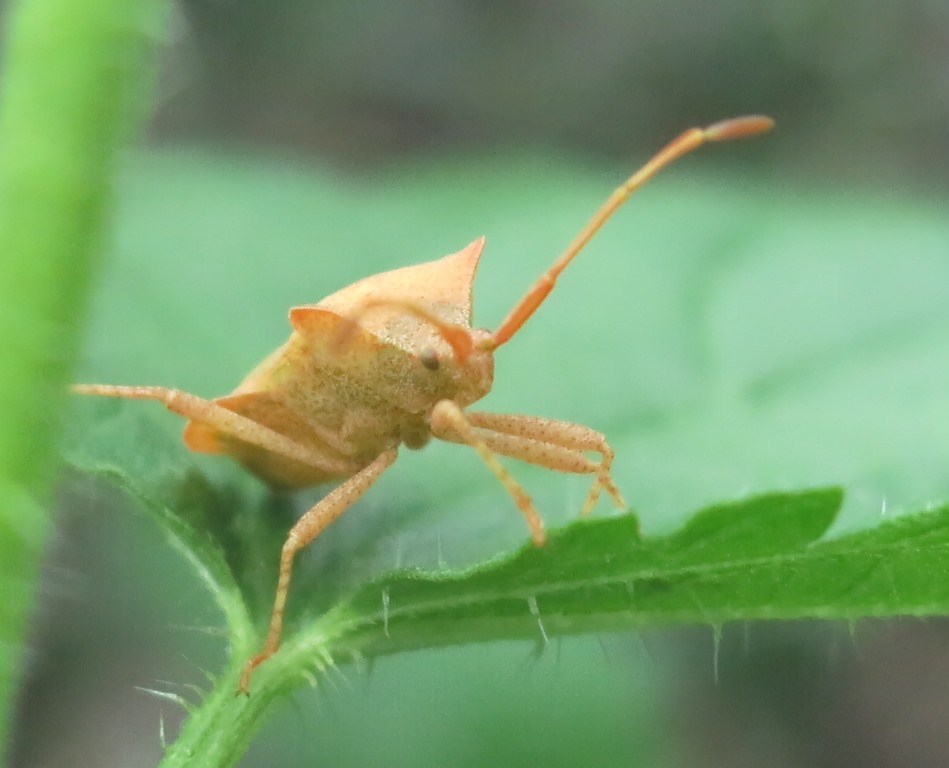 Coreidae: Coreus marginatus