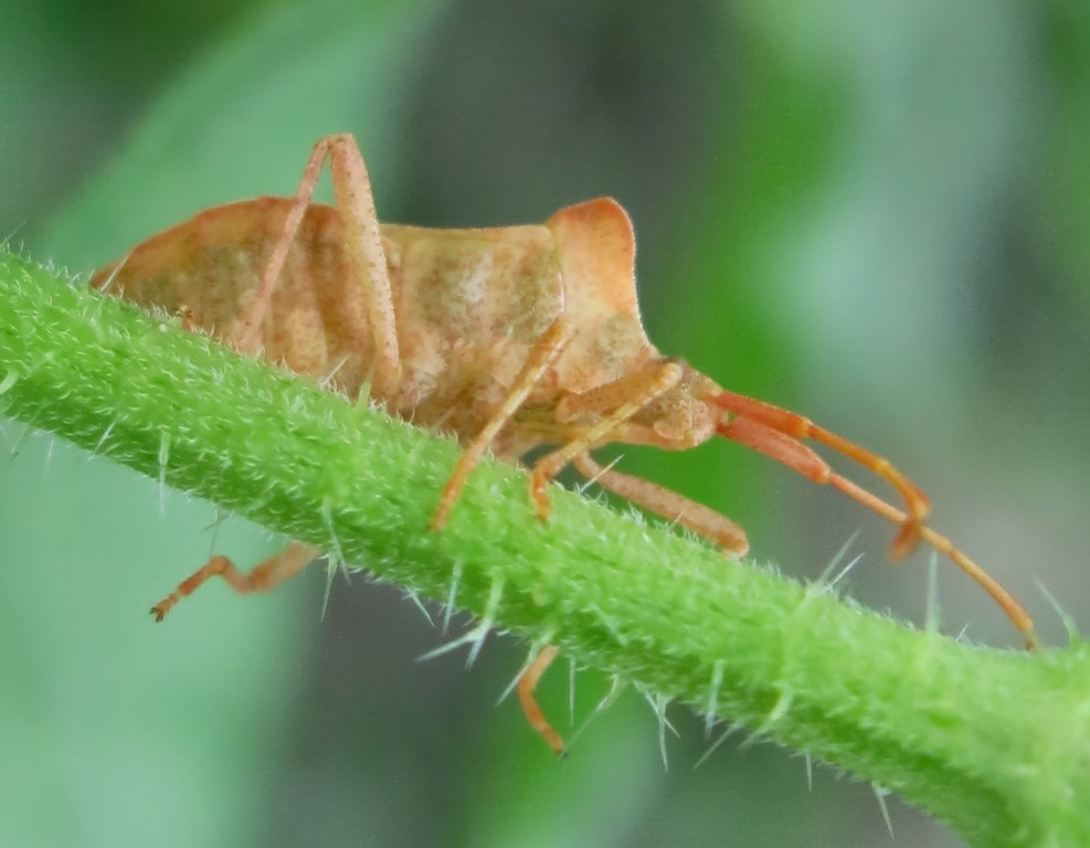 Coreidae: Coreus marginatus