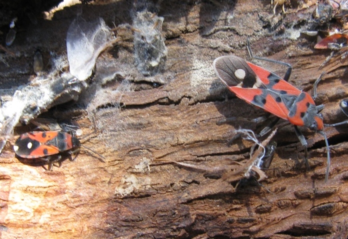 Lygaeidae: Horvathiolus superbus del Lazio (VT)