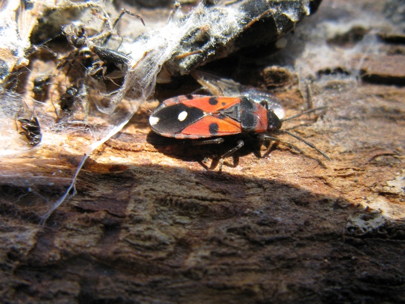 Lygaeidae: Horvathiolus superbus del Lazio (VT)