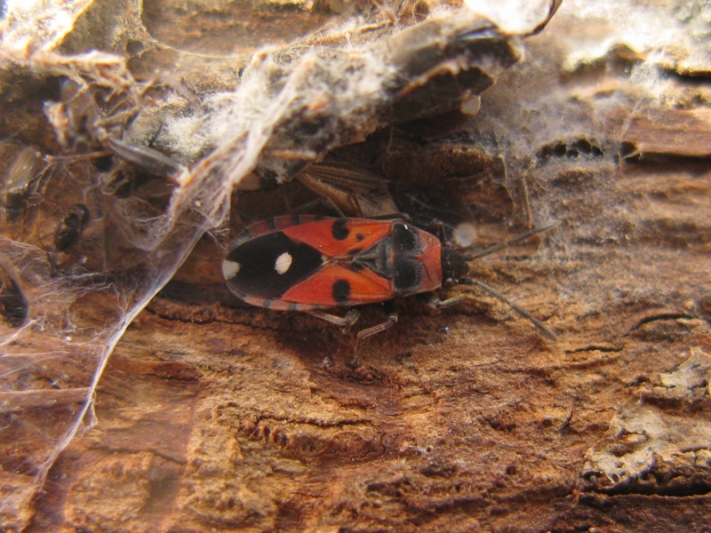 Lygaeidae: Horvathiolus superbus del Lazio (VT)