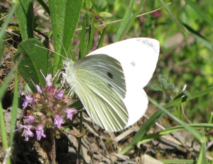 Pieris rapae e napi, Pieridae