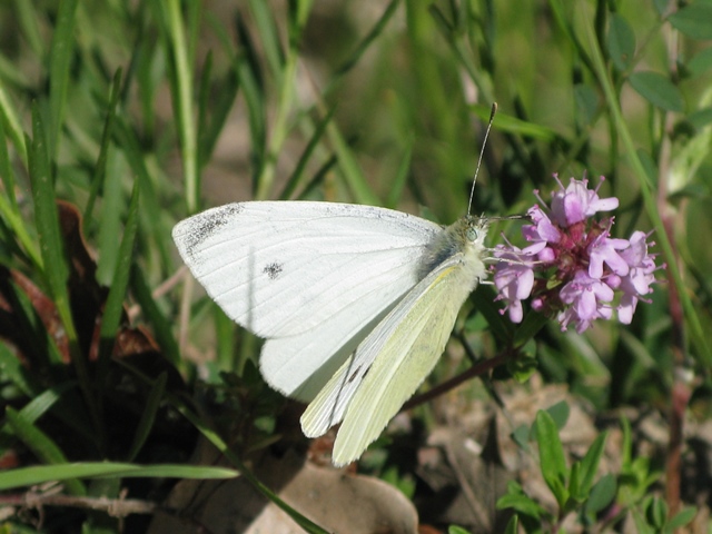 Pieris rapae e napi, Pieridae