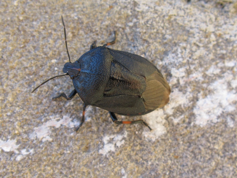 Pentatomidae: Jalla dumosa del Lazio (VT)