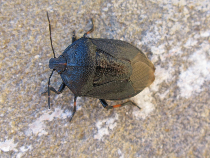 Pentatomidae: Jalla dumosa del Lazio (VT)