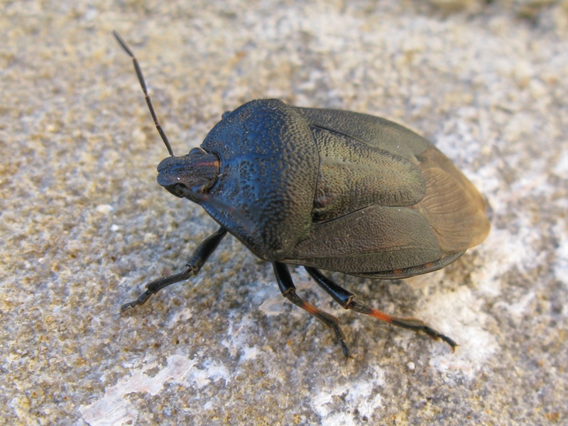 Pentatomidae: Jalla dumosa del Lazio (VT)