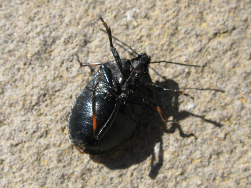 Pentatomidae: Jalla dumosa del Lazio (VT)