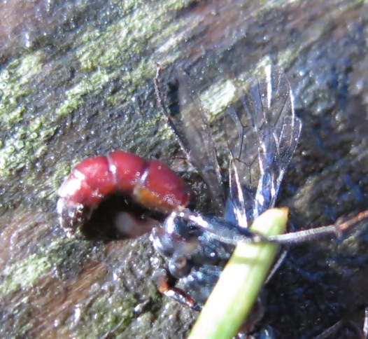 Imenottero da identificare: Ichneumonidae svernante