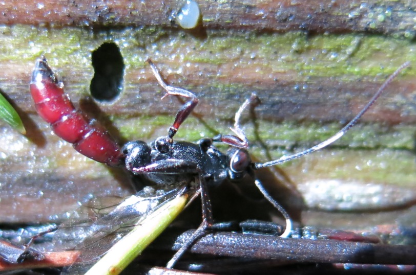 Imenottero da identificare: Ichneumonidae svernante