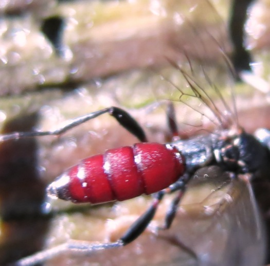 Imenottero da identificare: Ichneumonidae svernante