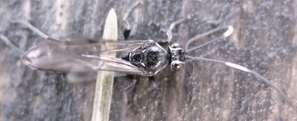 Imenottero da identificare: Ichneumonidae svernante