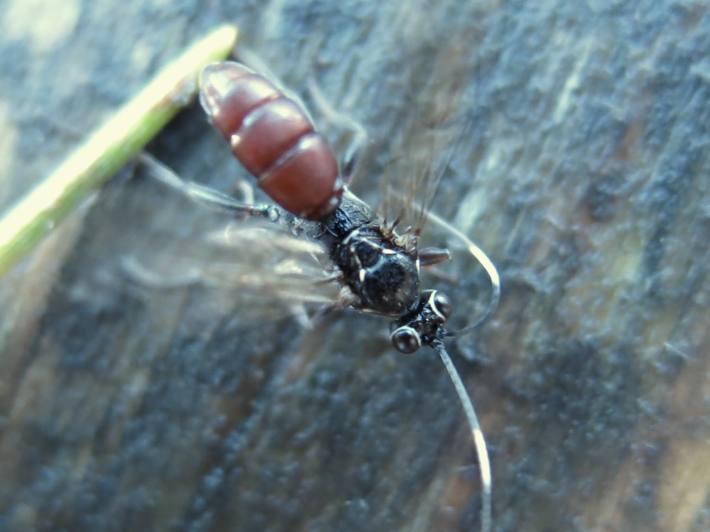 Imenottero da identificare: Ichneumonidae svernante