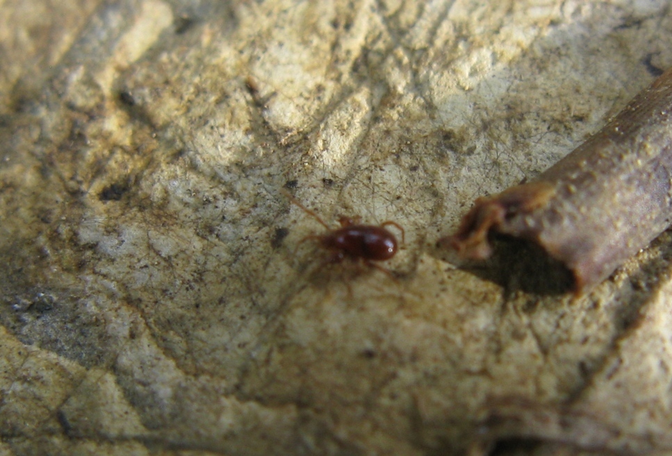 Mesostigmata: maschio di Parasitidae - Acquapendente (VT)