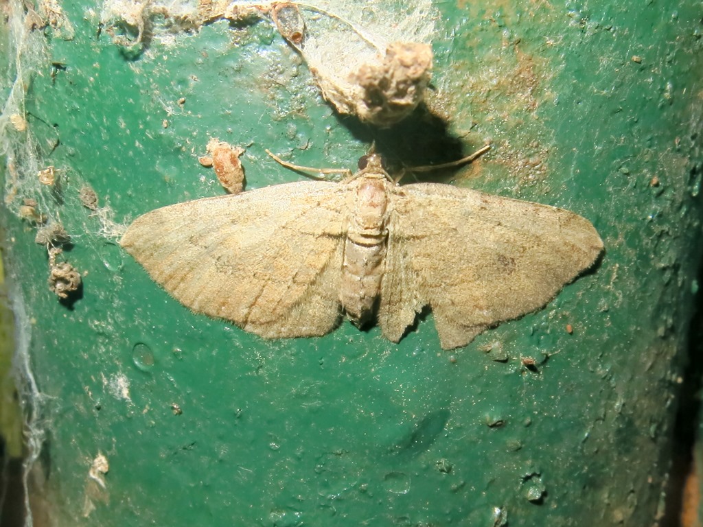 Geometridae da identificare - Horisme sp.