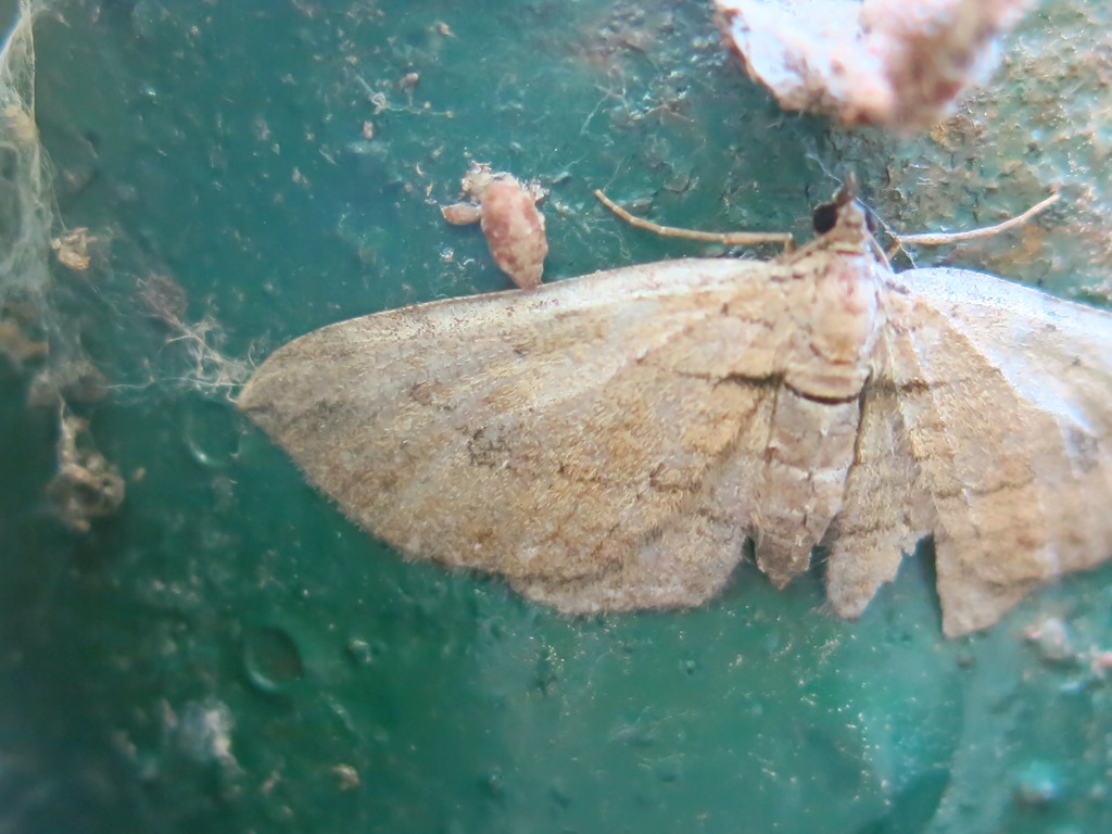 Geometridae da identificare - Horisme sp.