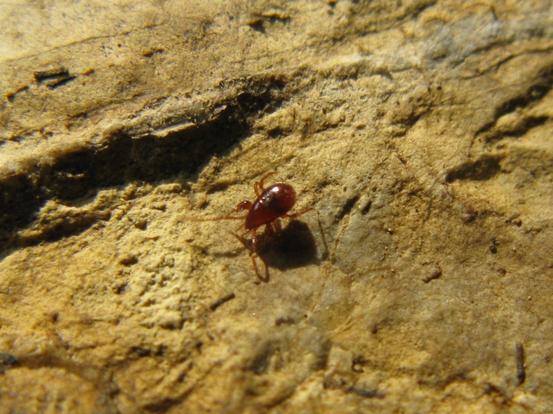 Mesostigmata: maschio di Parasitidae - Acquapendente (VT)