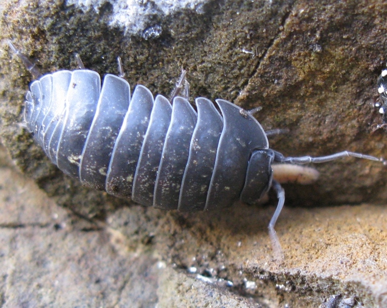 Armadillidium