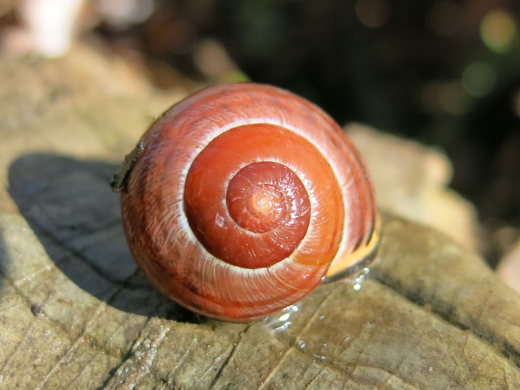 Gastropoda da determinare 4?