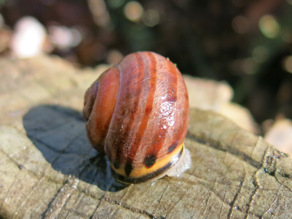 Gastropoda da determinare 4?