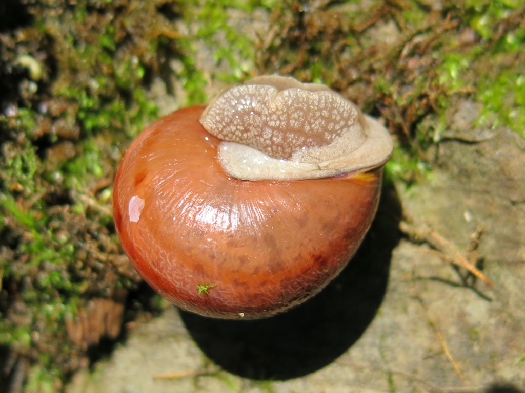 Gastropoda da determinare 4?