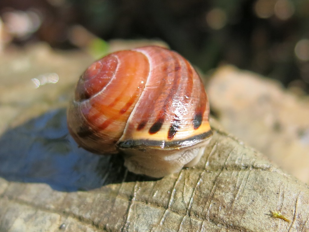 Gastropoda da determinare 4?