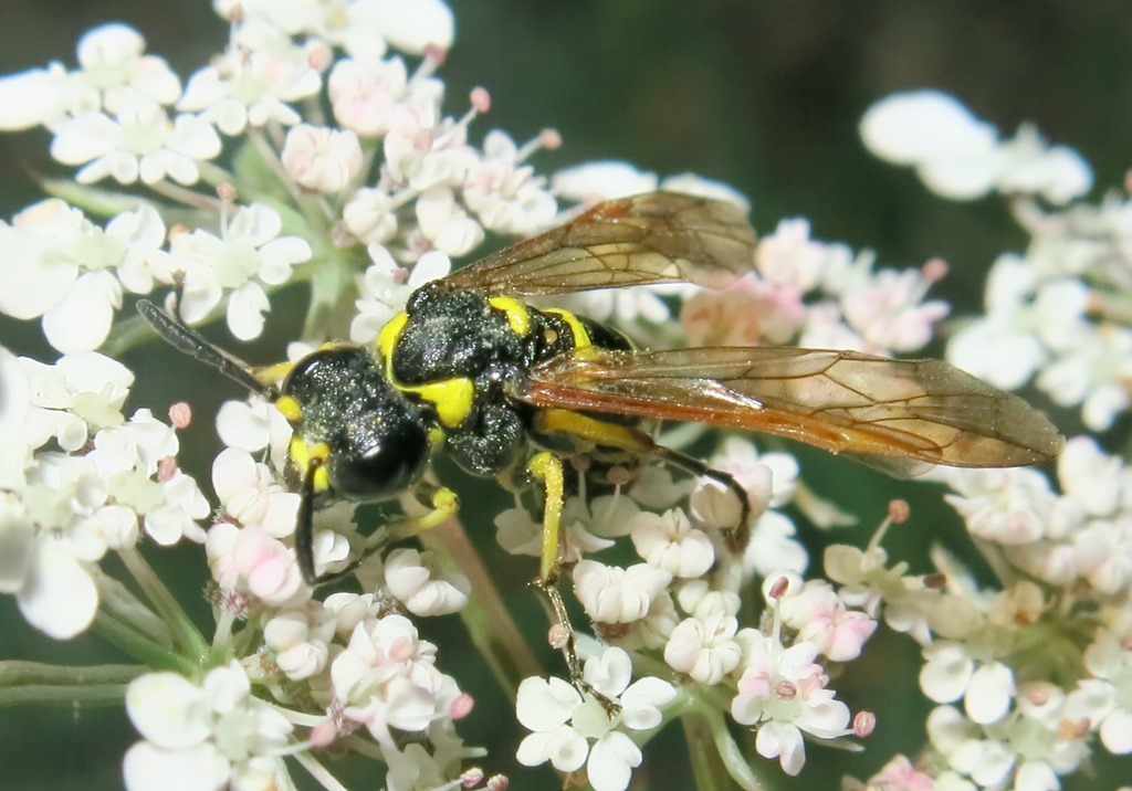 Tenthredo omissa, femmina