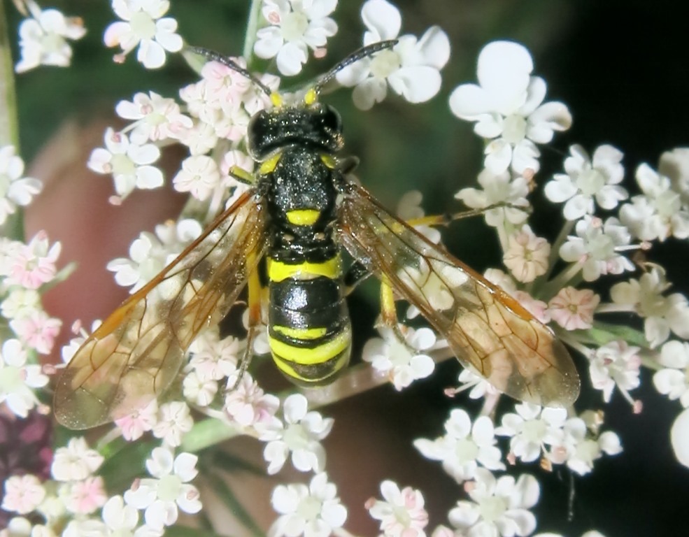 Tenthredo omissa, femmina