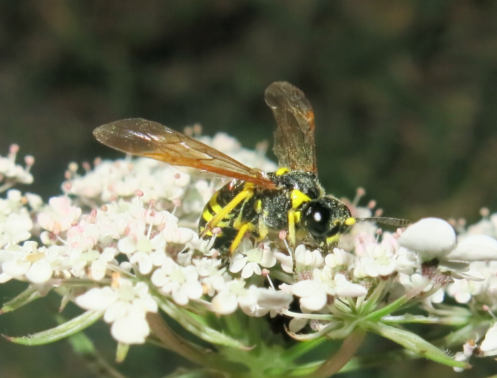 Tenthredo omissa, femmina