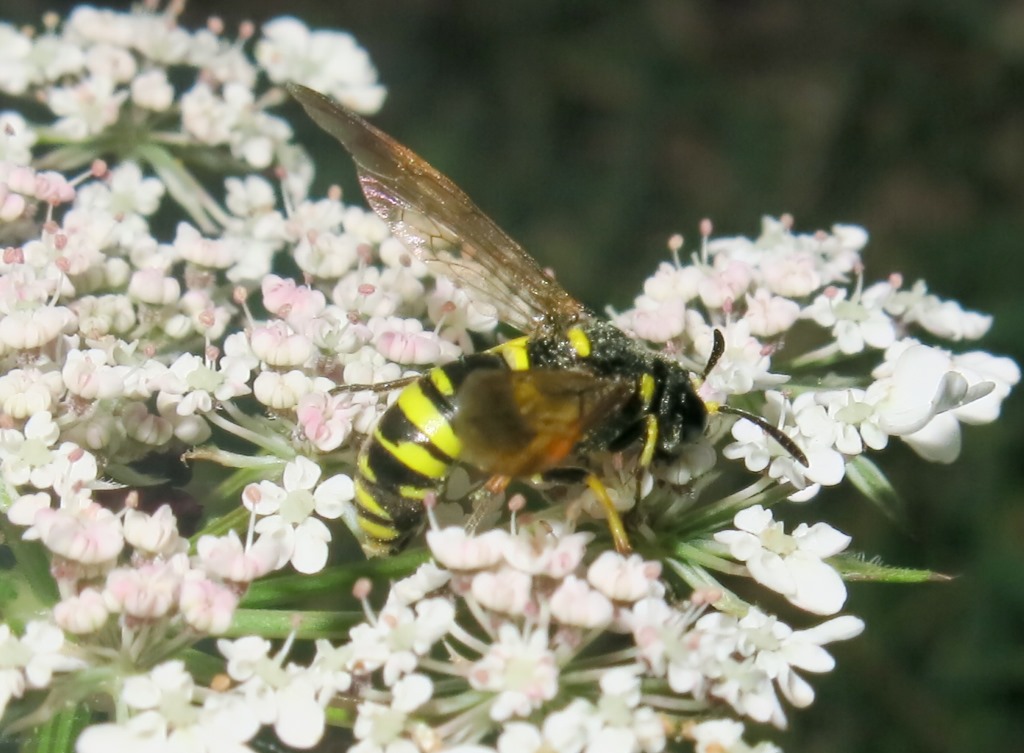 Tenthredo omissa, femmina