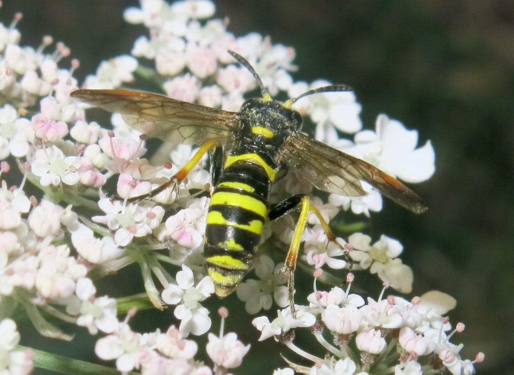 Tenthredo omissa, femmina