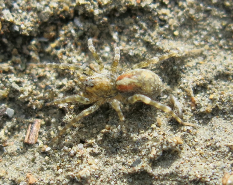 Arctosa similis - Acquapendente (VT)