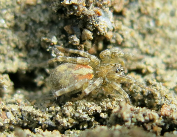 Arctosa similis - Acquapendente (VT)