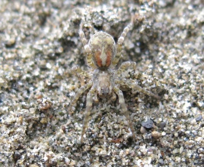 Arctosa similis - Acquapendente (VT)